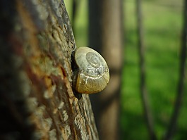 蝸牛,支持,樹(shù)干