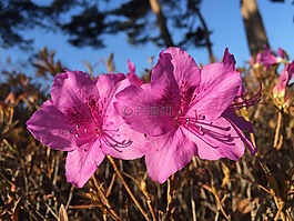 冬花,冬季,鲜花