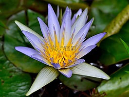 花,薰衣草,自然