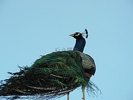 孔雀,鳥,動(dòng)物園