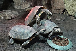 海龜,動物,爬行動物
