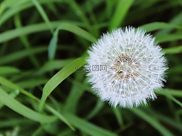 蒲公英,草,草地