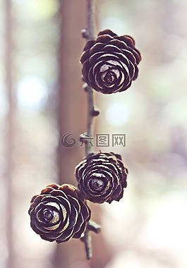 自來水,松球果,森林