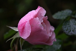 玫瑰,愛(ài),快樂(lè)