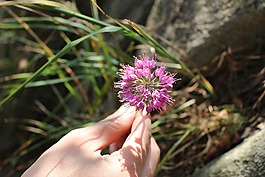 山,鮮花,大自然