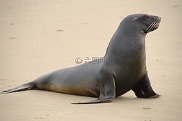 海獅,海灘,沙