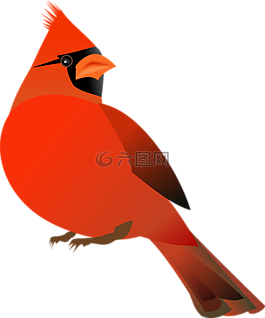 紅衣主教,鳥,cardinalidae
