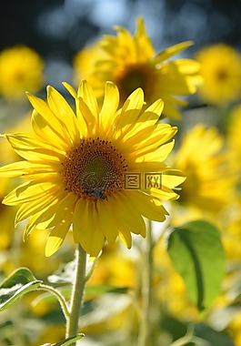 太陽花,鮮花,夏季