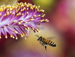 蜜蜂,模糊,熊蜂
