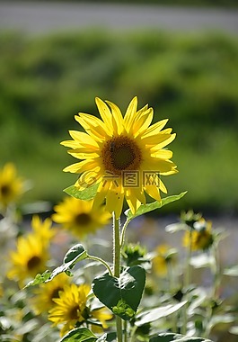 太陽花,鮮花,夏季