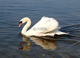 動(dòng)物,天鵝,驕傲