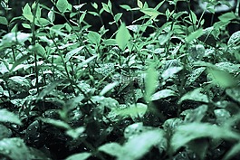滴,葉,雨