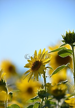向日葵,鮮花,夏季