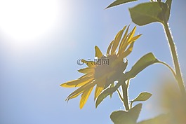 太陽花,鮮花,夏季