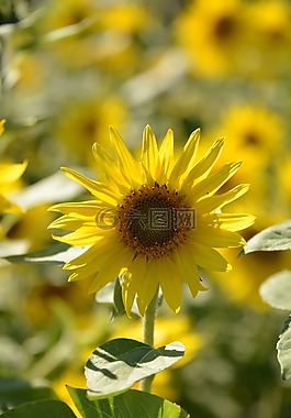 太陽花,鮮花,夏季