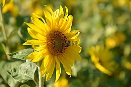 太陽花,性質(zhì),夏季