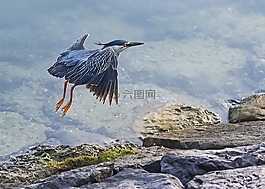 鷺,飛行,鳥