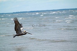 動物,海灘,鳥