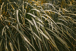 農(nóng)業(yè),刀片,模糊