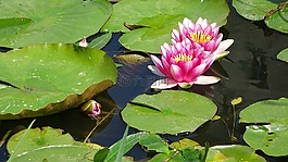 睡蓮,鮮花,性質(zhì)