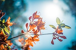 盛開(kāi),開(kāi)花,特寫(xiě)