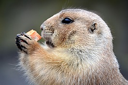 marterachtig,食品,動(dòng)物園