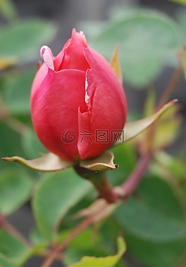 玫瑰,芽,花