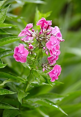 花,性質(zhì),花卉
