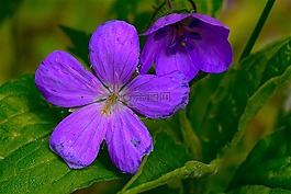 花,紫色,自然
