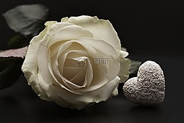 玫瑰,開花,心臟