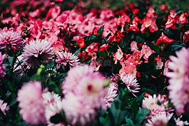 美麗,盛開,開花