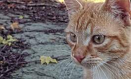 秋,猫,鲁迪