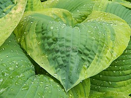 玉簪,葉,植物區(qū)系
