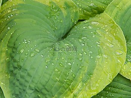 玉簪,葉,植物區(qū)系