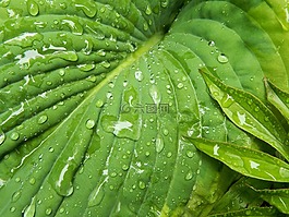 玉簪,葉,植物區(qū)系