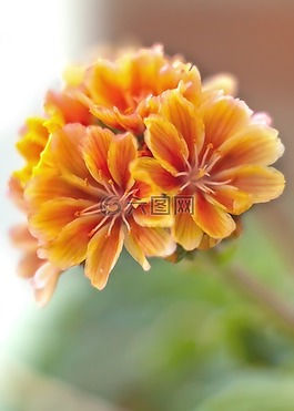 開花,花,宏