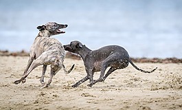 動物,狗,獵犬