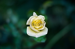 美麗,開花,模糊