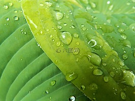 玉簪,葉,植物區(qū)系