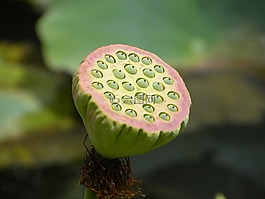 亞洲花,黃色花,花