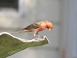 鳥,多彩,野生動(dòng)物