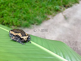 牛蛙,動(dòng)物,生活
