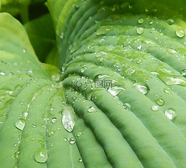玉簪,葉,植物區(qū)系