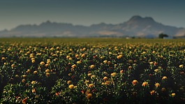 農(nóng)業(yè),盛開(kāi),開(kāi)花