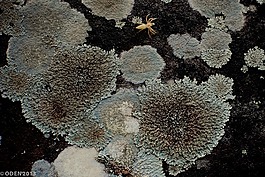 扁平,石,水分