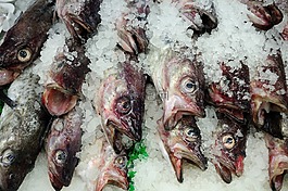 魚,食品,新鮮