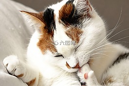貓,動(dòng)物,白