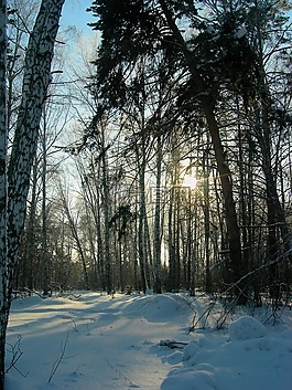 森林,冬季森林,树木