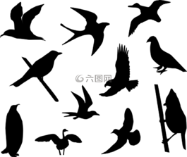 鸟,麻雀,鸽子
