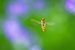 hoverfly,宏,关闭